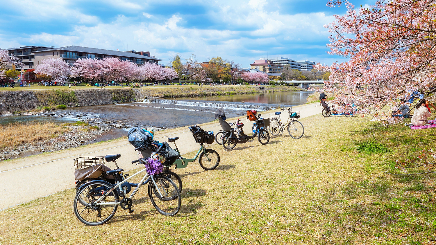 The Kamogawa river is one of the best cherry blossom spots in Kyoto city during springtime.