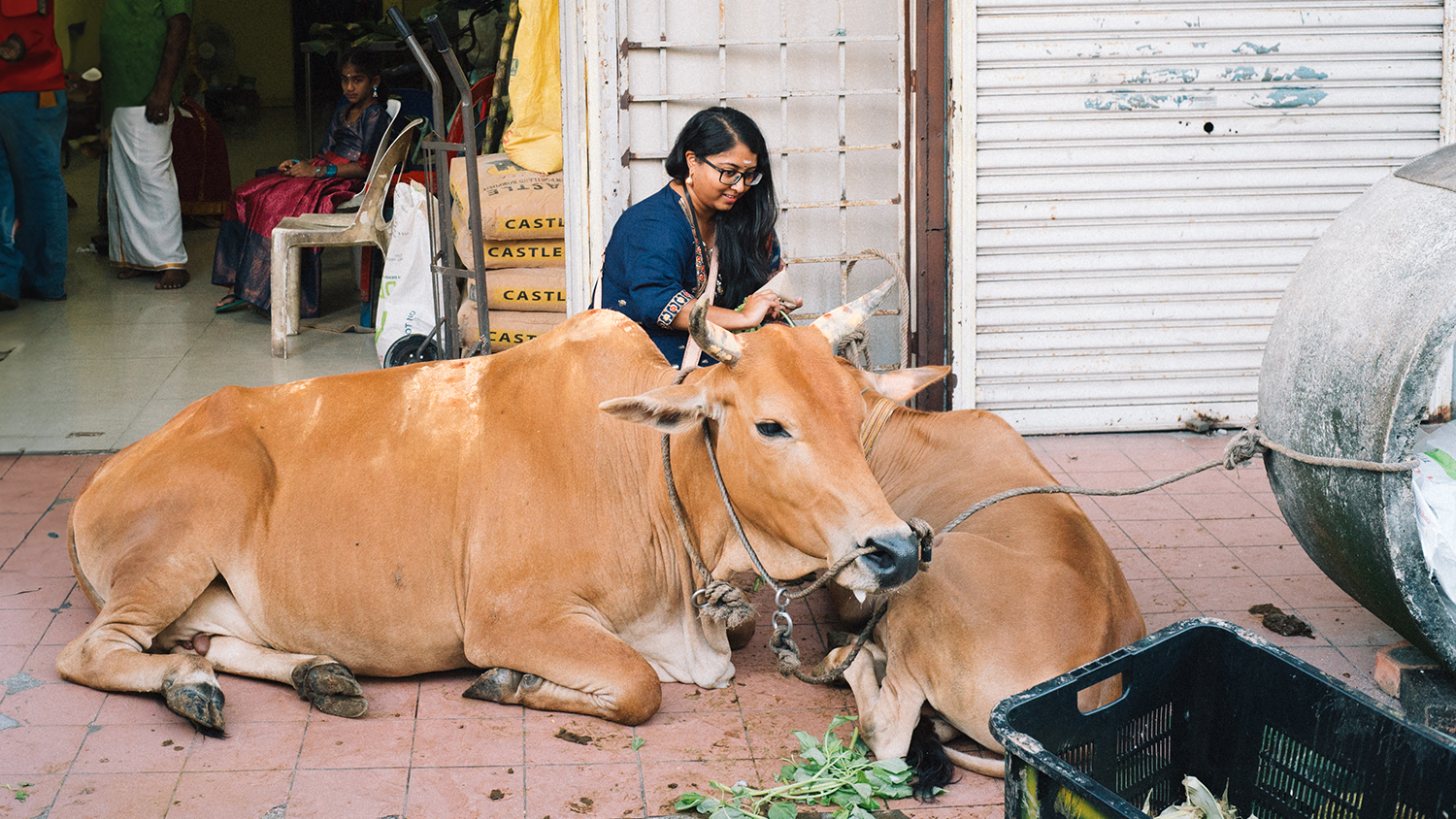 Cow holds a special place in Tamil culture, especially during the celebration of Mattu Pongal.