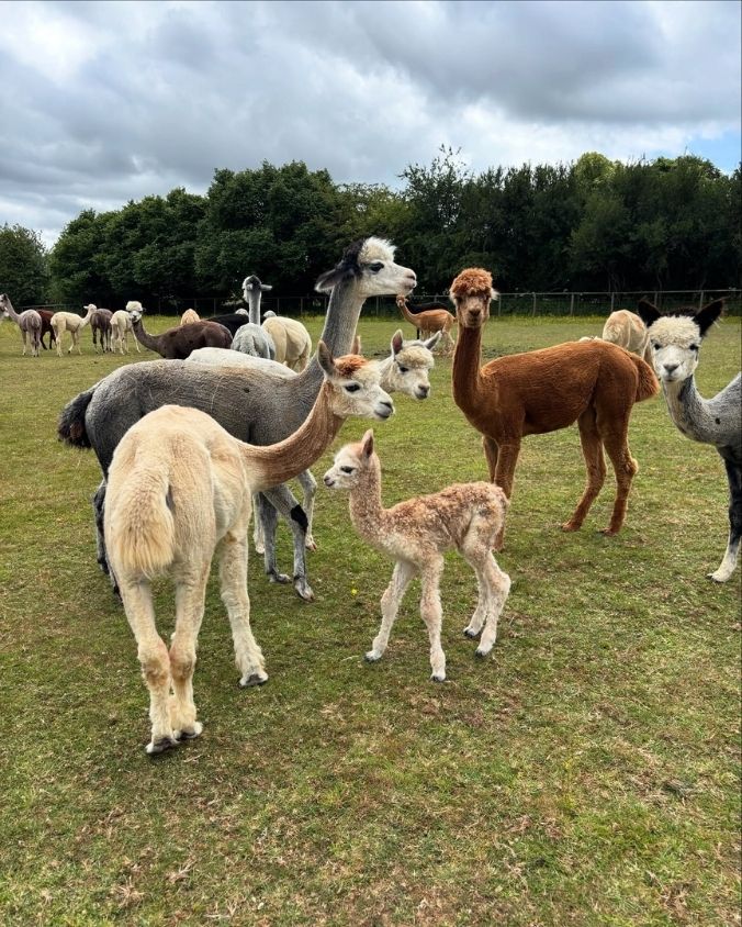 Llama’s cuteness and tameness can melt anyone’s heart.