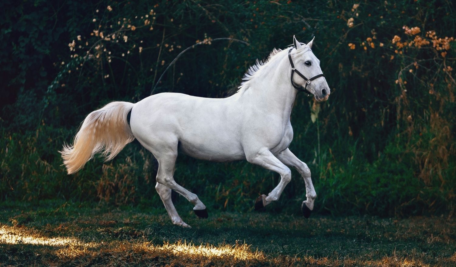 Horses have the ability to bond with humans, even if the latter is hurting.