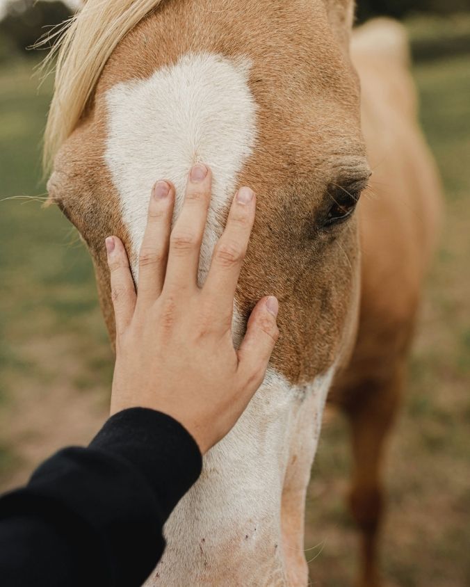 Petting animals can be therapeutic.