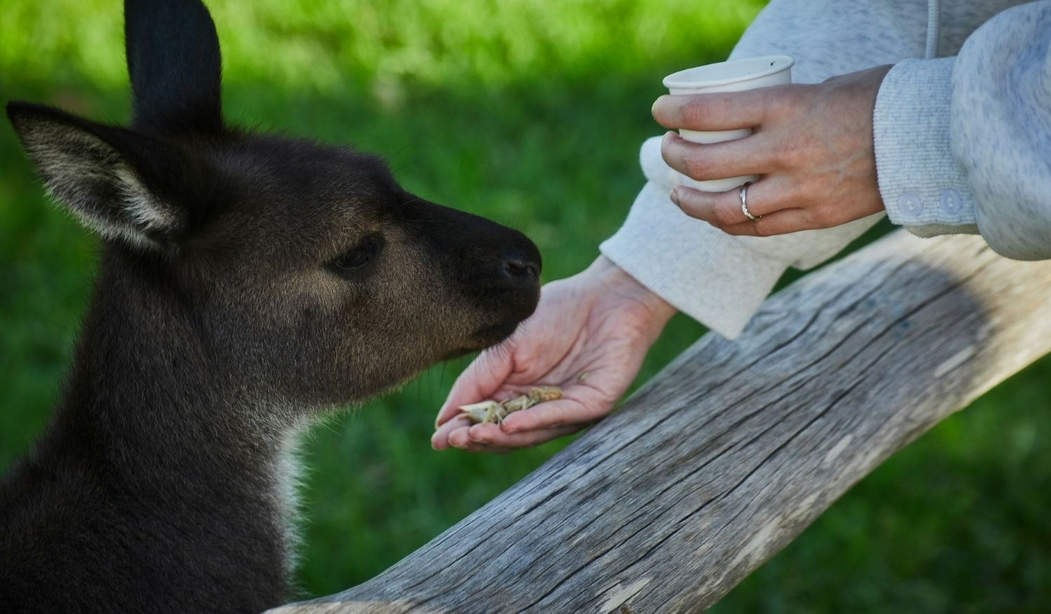 Trauma recovery may take some time, but with patience (and cute animals), healing will come.