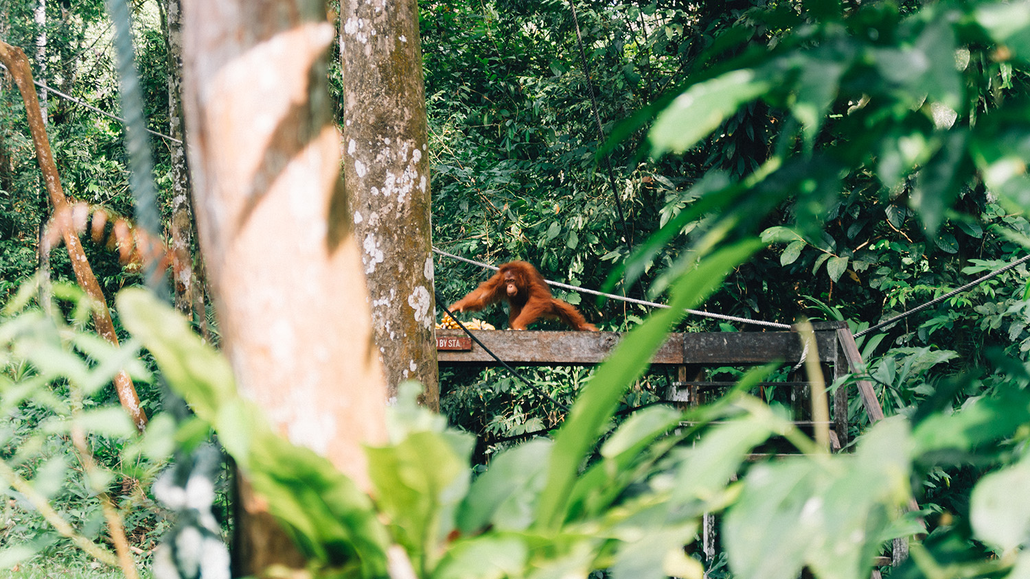 A semi-wild orangutan from the Semenggoh Wildlife Centre.